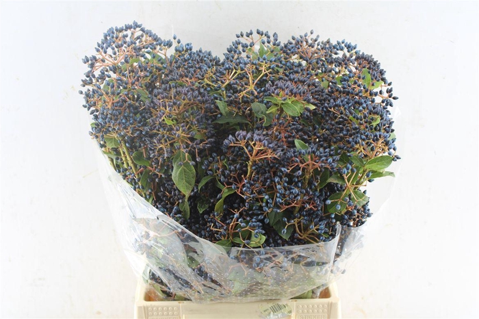 <h4>Viburnum Blue Staalbes 200 Gram</h4>