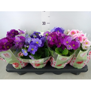 Primula obcon. 'Touch Me'   ...mix