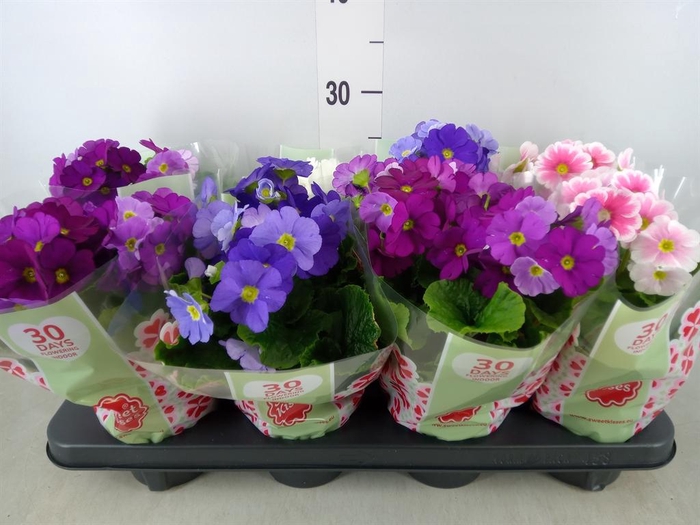<h4>Primula obcon. 'Touch Me' ...mix</h4>