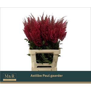 ASTIL AR PAUL GAARDE