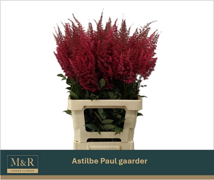 <h4>ASTIL AR PAUL GAARDE</h4>