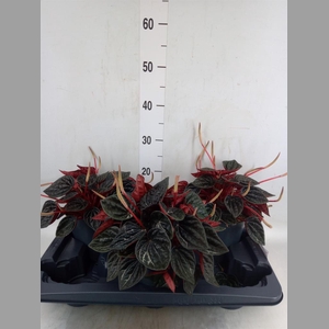 Peperomia caperata   ...