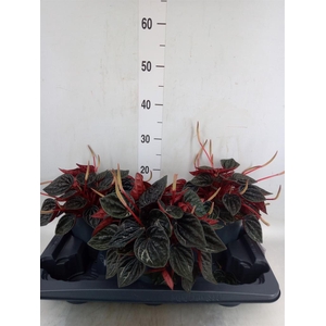 Peperomia caperata   ...