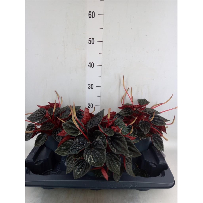 <h4>Peperomia caperata   ...</h4>