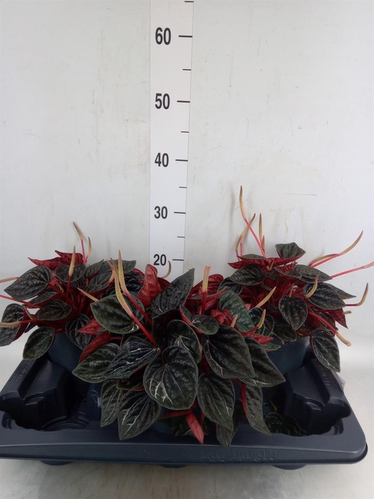 Peperomia caperata   ...