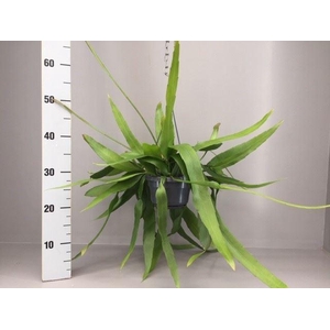 Epiphyllum