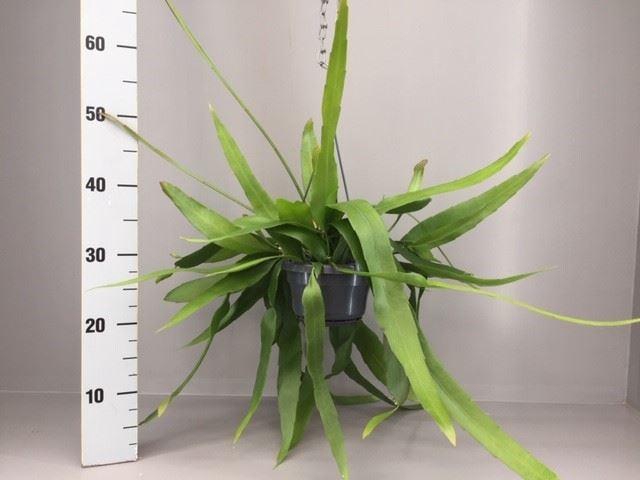 <h4>Epiphyllum</h4>