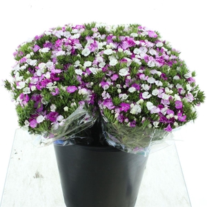 Di Barb Amazon Lavender