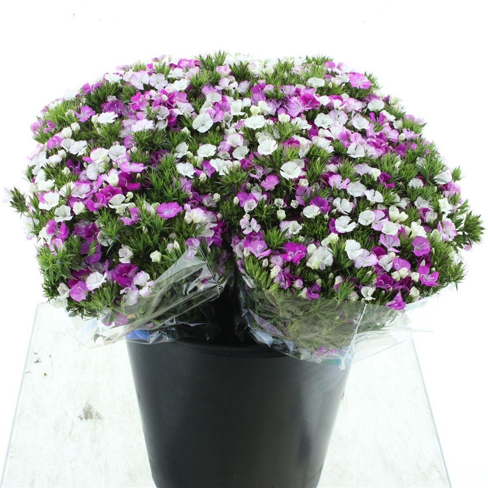 <h4>Di Barb Amazon Lavender</h4>