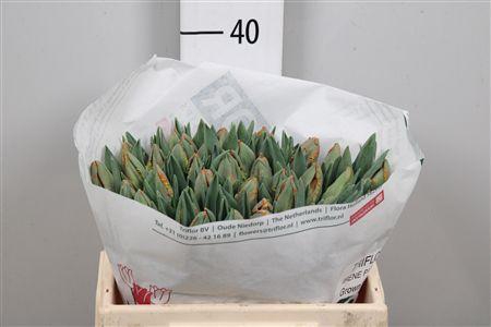 <h4>Tu Pa Irene Parrot</h4>