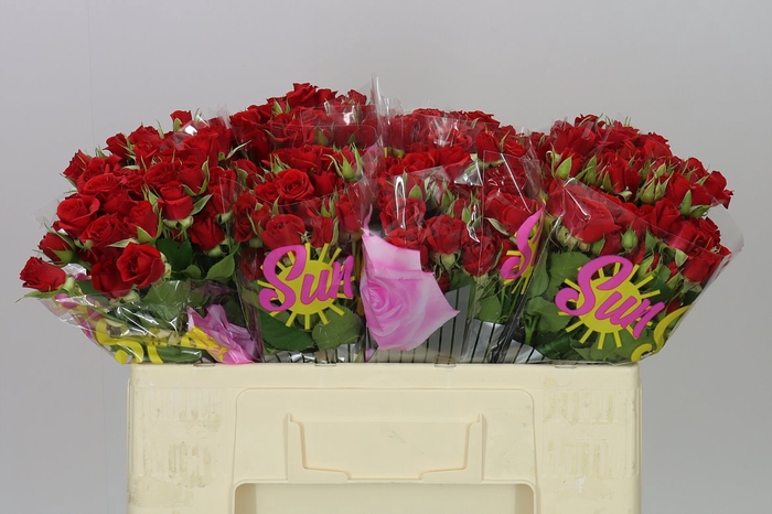 <h4>Rosa Tr Mirabel</h4>