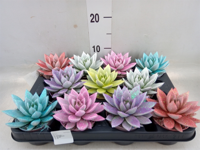 <h4>Echeveria  'Miranda'</h4>