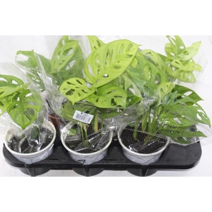 MONSTERA ADANSONII P15