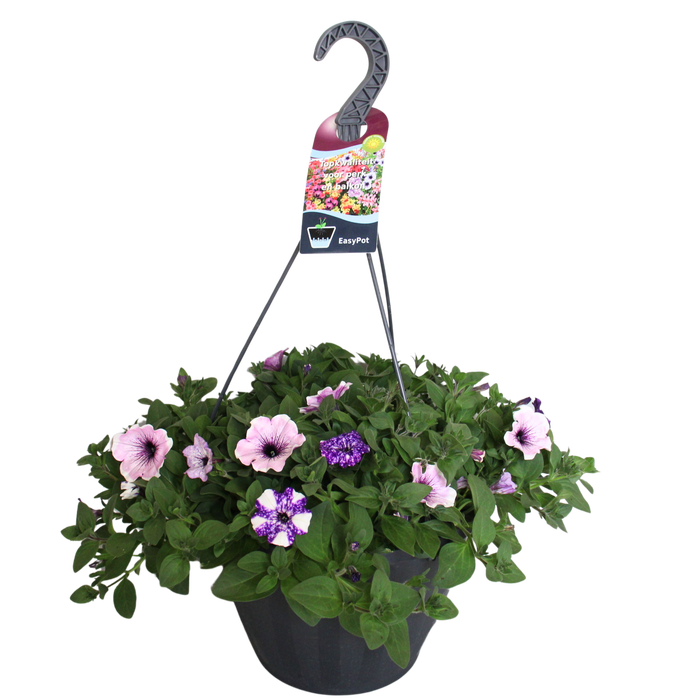 <h4>Hangpotten 37 cm met waterreservoir Mix 02 Petunia Night Sky Mix</h4>