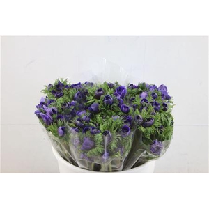 ANEM LEVANTE BLUE 35CM