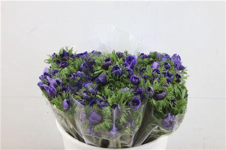 <h4>ANEM LEVANTE BLUE 35CM</h4>