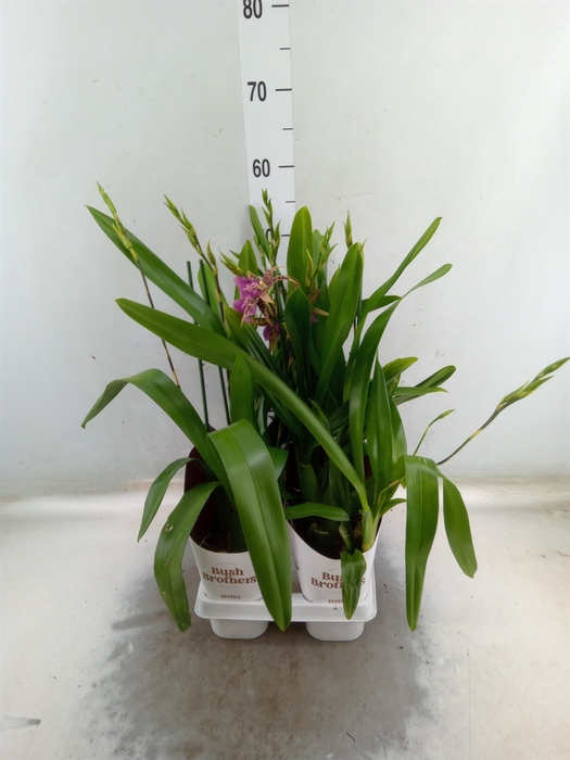 <h4>Brassia  'Summer Dream'</h4>