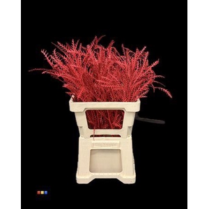 Grevillea Ivanhoe Red