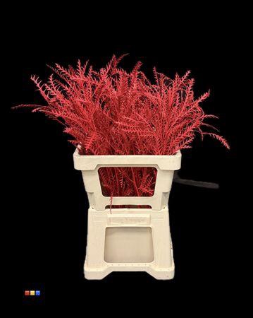 <h4>Grevillea Ivanhoe Red</h4>