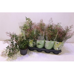 arr8 Jasm Polyanthum Wit