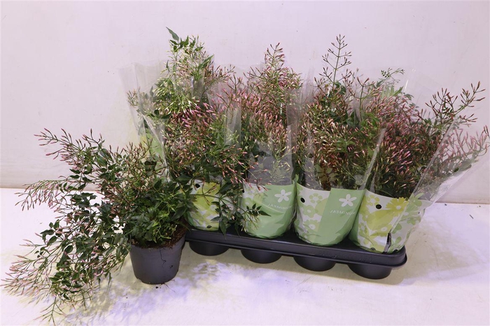 <h4>arr8 Jasm Polyanthum Wit</h4>