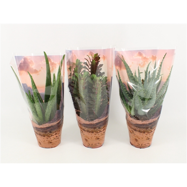 <h4>Desertmix in Sierhoe Euphorbia Trigona, Aloe Vera, Aloe Arborescens</h4>