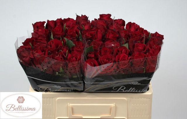 <h4>R Gr Ever Red</h4>