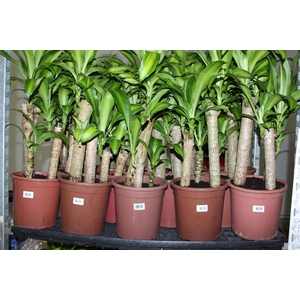 DRACENA MASSANGEANA P24