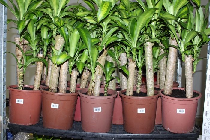 <h4>DRACENA MASSANGEANA P24</h4>