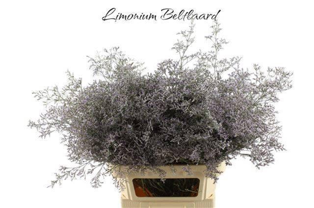 <h4>LIM BELTLAARD</h4>