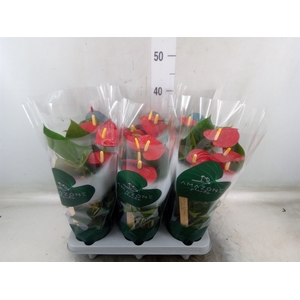 Anthurium andr. 'Aroha'