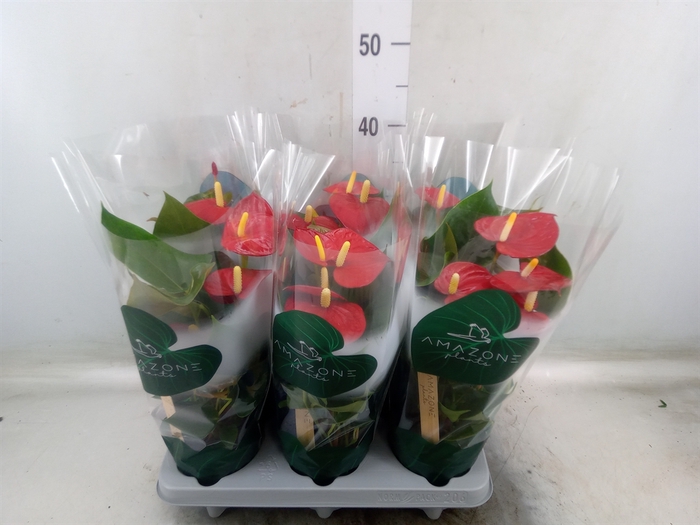 <h4>Anthurium andr. 'Aroha'</h4>