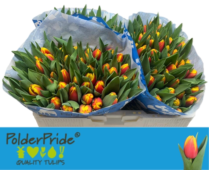 <h4>TU EN DOW JONES</h4>