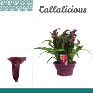 Zantedeschia Paars in ton-sur-ton Schaal Ariel