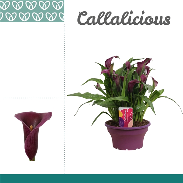 <h4>Zantedeschia Paars in ton-sur-ton Schaal Ariel</h4>