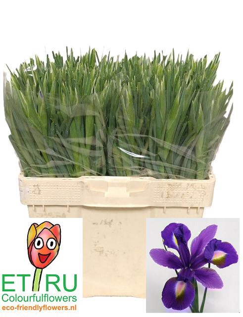 <h4>IRIS BLUE MAGIC</h4>