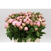 Paeonia Angel Cheeks