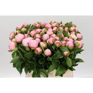 Paeonia Angel Cheeks