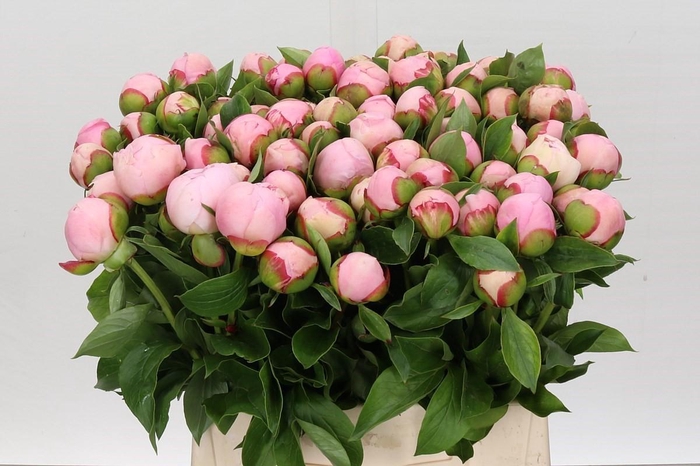 <h4>Paeonia Angel Cheeks</h4>