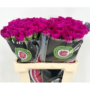 Dianthus St Happy Gema