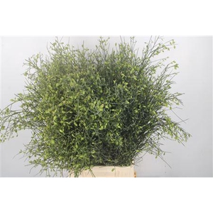 Ginster Berry Green Per Bunch