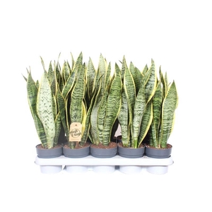 Sansevieria Laurentii XL