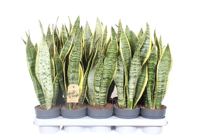 <h4>Sansevieria Laurentii XL</h4>