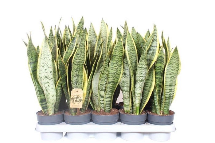 <h4>Sansevieria Laurentii XL</h4>