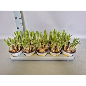 Bol op pot Narcis Tete a Tete