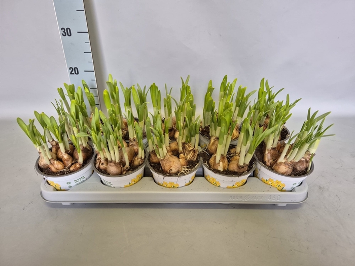 <h4>Bol op pot Narcis Tete a Tete</h4>