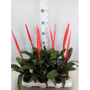 Vriesea  'Era'