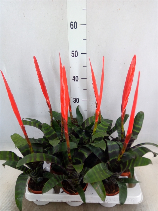 <h4>Vriesea  'Era'</h4>
