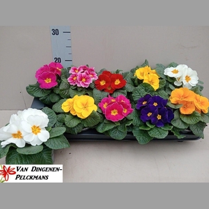 PRIM ACAULIS GEMENGD