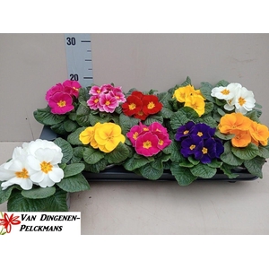 PRIM ACAULIS GEMENGD